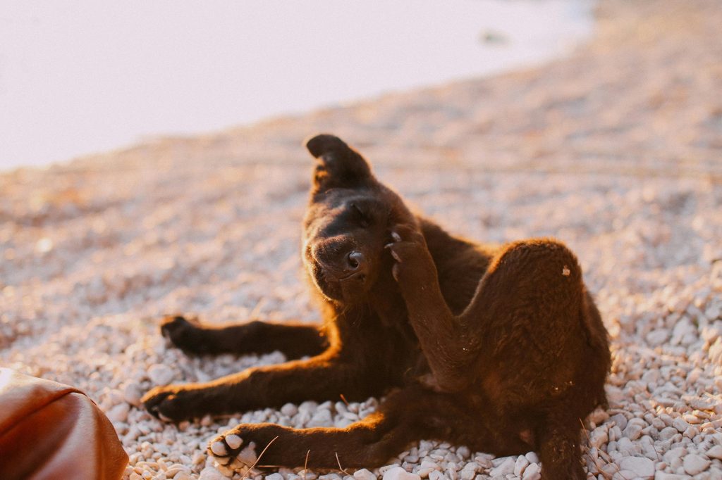 Alergiile la animalele de companie, o problemă tot mai des întâlnită. Proprietarii ajung să plătească sume mari pentru tratamente