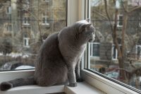 Ce cred pisicile când rămân singure acasă? Specialiștii explică ce se întâmplă în mintea felinelor