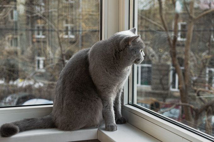 Ce cred pisicile când rămân singure acasă? Specialiștii explică ce se întâmplă în mintea felinelor