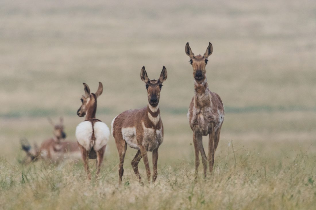 Valurile de căldură pun în pericol animalele sălbatice. Ce specii sunt cele mai afectate de temperaturile extreme