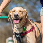 Cum avem grijă de câini pe caniculă. Regula pe care medicii veterinari spun că orice stăpân ar trebui să o respecte