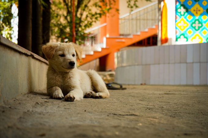 Ce se întâmplă cu animalele care sunt abandonate de mai multe ori? Specialiștii explică efectele asupra comportamentului