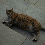 Medicamentele pentru slăbit destinate oamenilor ar putea fi folosite și pentru multe animale de companie. Primele teste pe pisici sunt în desfășurare