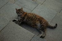 Medicamentele pentru slăbit destinate oamenilor ar putea fi folosite și pentru multe animale de companie. Primele teste pe pisici sunt în desfășurare