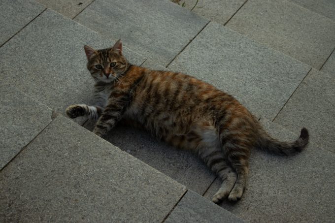 Medicamentele pentru slăbit destinate oamenilor ar putea fi folosite și pentru multe animale de companie. Primele teste pe pisici sunt în desfășurare