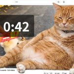 Cat Gatekeeper, extensia care pune o pisică între tine și rețelele sociale