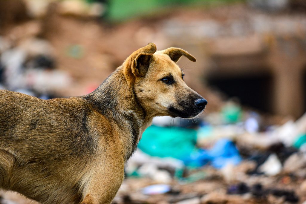 # Niciun suflet nu rămâne în urmă. Cum au fost salvate animalele din calea incendiilor care au devastat Spania
În timp ce mii de oameni au fost evacuați din calea incendiilor care au cuprins regiuni întinse din Spania, echipele de salvare și îngrijitorii au rămas în urmă pentru a-i scoate din pericol pe cei care nu se puteau salva singuri. De la câini și pisici, cai și vaci, până la crocodili, lupi și elefanți, animalele au fost evacuate sau mutate în spații protejate, uneori în condiții extrem de dificile.
La Safari Madrid, unde trăiesc aproximativ 1.000 de animale, îngrijitorii au continuat să lucreze în timp ce incendiile se apropiau de parc. Animalele au fost mutate în incinte din beton, închise și dotate cu aer condiționat, iar zonele din jur au fost udate constant pentru a împiedica înaintarea flăcărilor.
Cerul s-a colorat în portocaliu, iar fumul a acoperit zona în timp ce incendiile din vestul Madridului au distrus aproximativ 340 de kilometri pătrați. Safari Madrid a devenit, în același timp, unul dintre punctele în care au fost adăpostite animale evacuate din ferme și centre pentru animale sălbatice.
## O arenă de coridă a devenit adăpost pentru animalele evacuate
În San Martín de Valdeiglesias, la aproximativ 70 de kilometri vest de Madrid, o arenă de coridă a fost transformată într-un adăpost improvizat pentru sute de animale. Cai, ponei, măgari, capre, câini și pisici au fost aduși aici după ce incendiile au amenințat fermele și locuințele din zonă.
Și Garda Civilă a intervenit pentru evacuarea animalelor. Agenții au scos din calea focului cai și capre, au evacuat vaci și găini și au verificat inclusiv animale mai puțin obișnuite, precum struți, cămile și crocodili.
Operațiunile nu s-au limitat la animalele din ferme. Câini și pisici au fost scoși din casele amenințate de incendii și transportați în zone sigure.
La centrul pentru animale sălbatice Kuna Iberica, situația a devenit și mai dificilă. Pe măsură ce flăcările se apropiau, personalul a început să evacueze animalele care aveau cele mai mari șanse să fie transportate în siguranță. Un râs eurasiatic și un lup iberic au fost anesteziați pentru a putea fi mutați, iar patru vulturi au fost transportați în alte centre.
Safari Madrid a preluat temporar o parte dintre animalele evacuate, în timp ce altele au ajuns la Universitatea Alfonso X El Sabio sau la alte centre de salvare din Madrid.
## Flăcările au ajuns la câțiva metri de adăpost
Pentru unele animale de la Kuna Iberica, evacuarea nu a mai fost posibilă. Personalul a deschis porțile anumitor țarcuri, astfel încât animalele să poată scăpa temporar din calea focului. Fiind animale salvate, care nu pot fi eliberate în sălbăticie și depind de oameni pentru hrană și îngrijire, acestea au rămas în apropiere și s-au întors la adăpost după ce pericolul a trecut.
Flăcările au ajuns la aproximativ 10 metri de una dintre incinte.
La Safari Madrid, focul s-a apropiat până la aproximativ 500 de metri de parc, iar îngrijitorii au rămas în permanență în alertă. Chiar și după retragerea flăcărilor, aceștia au verificat terenul ars și au stins zonele care încă mocneau, pentru a preveni reaprinderea incendiului.
Timp de două nopți, personalul a rămas în parc pentru a supraveghea animalele și a interveni dacă situația se schimba.
## Toate animalele au supraviețuit incendiilor
Efortul a avut rezultatul dorit: toate animalele de la Safari Madrid au fost salvate, iar cele evacuate de la Kuna Iberica s-au întors ulterior la centru.
Pentru unele dintre animalele de la Safari Madrid, însă, perioada petrecută în incintele interioare a fost dificilă. Elefanții asiatici, în special masculii adolescenți, au devenit mai agitați după ce au fost ținuți în spații închise mai mult decât permite rutina lor obișnuită.
În cele din urmă, animalele au revenit în habitatele lor, iar Safari Madrid și-a redeschis porțile pentru vizitatori.
Incendiile au lăsat însă în urmă suprafețe întinse de teren ars și un peisaj încă acoperit de fum. Pentru cei care au avut grijă de animale în timpul dezastrului, faptul că niciuna dintre ele nu a fost pierdută a însemnat una dintre puținele vești bune într-o perioadă devastatoare.