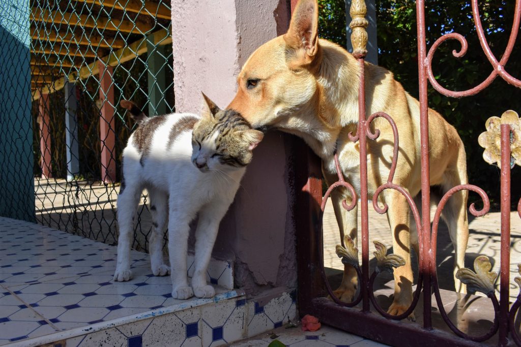 Cresc copiii mai sănătoși alături de un câine sau o pisică? Ce au descoperit imunologii despre efectele animalelor de companie