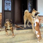 Cresc copiii mai sănătoși alături de un câine sau o pisică? Ce au descoperit imunologii despre efectele animalelor de companie