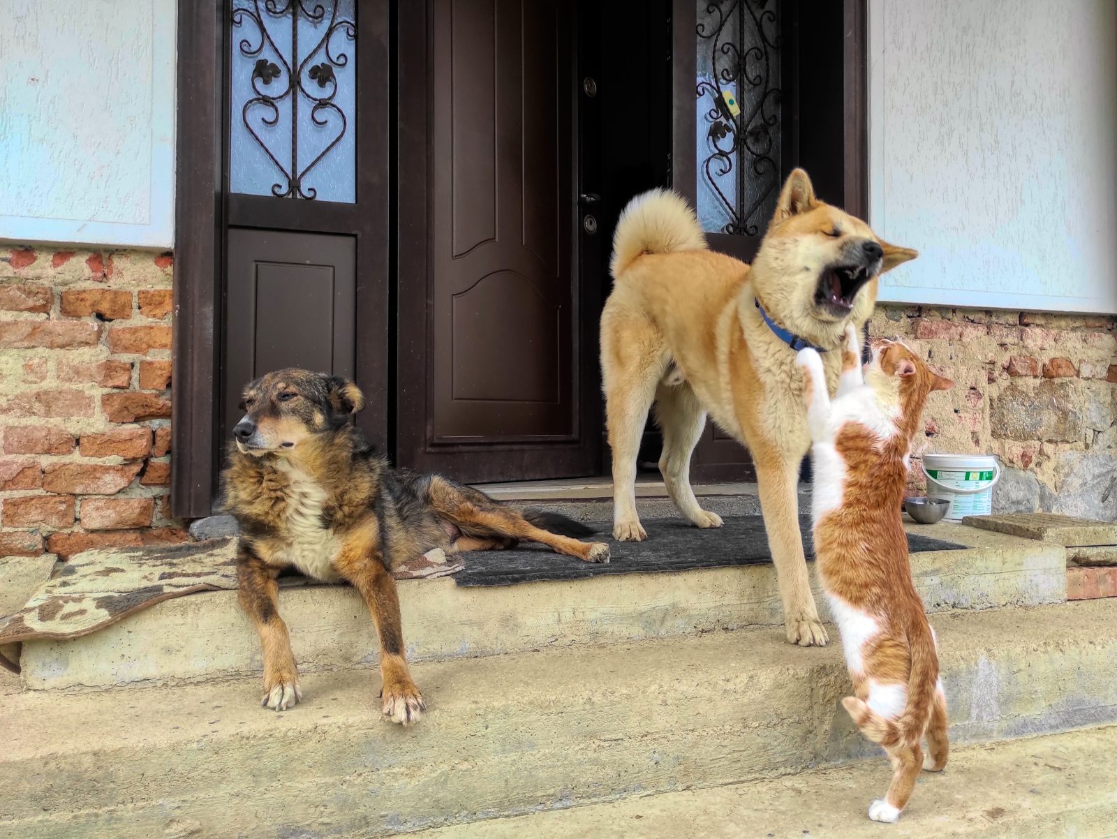 Cresc copiii mai sănătoși alături de un câine sau o pisică? Ce au descoperit imunologii despre efectele animalelor de companie