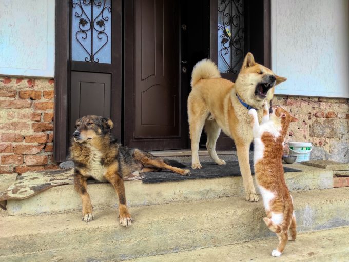 Cresc copiii mai sănătoși alături de un câine sau o pisică? Ce au descoperit imunologii despre efectele animalelor de companie