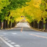 Copacii din orașe ar putea avea un rol neașteptat în sănătate. Ce au observat cercetătorii în Chicago