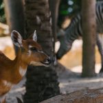 Animalele nu se puteau salva singure. Cum și-au asumat spaniolii responsabilitatea în fața incendiilor
