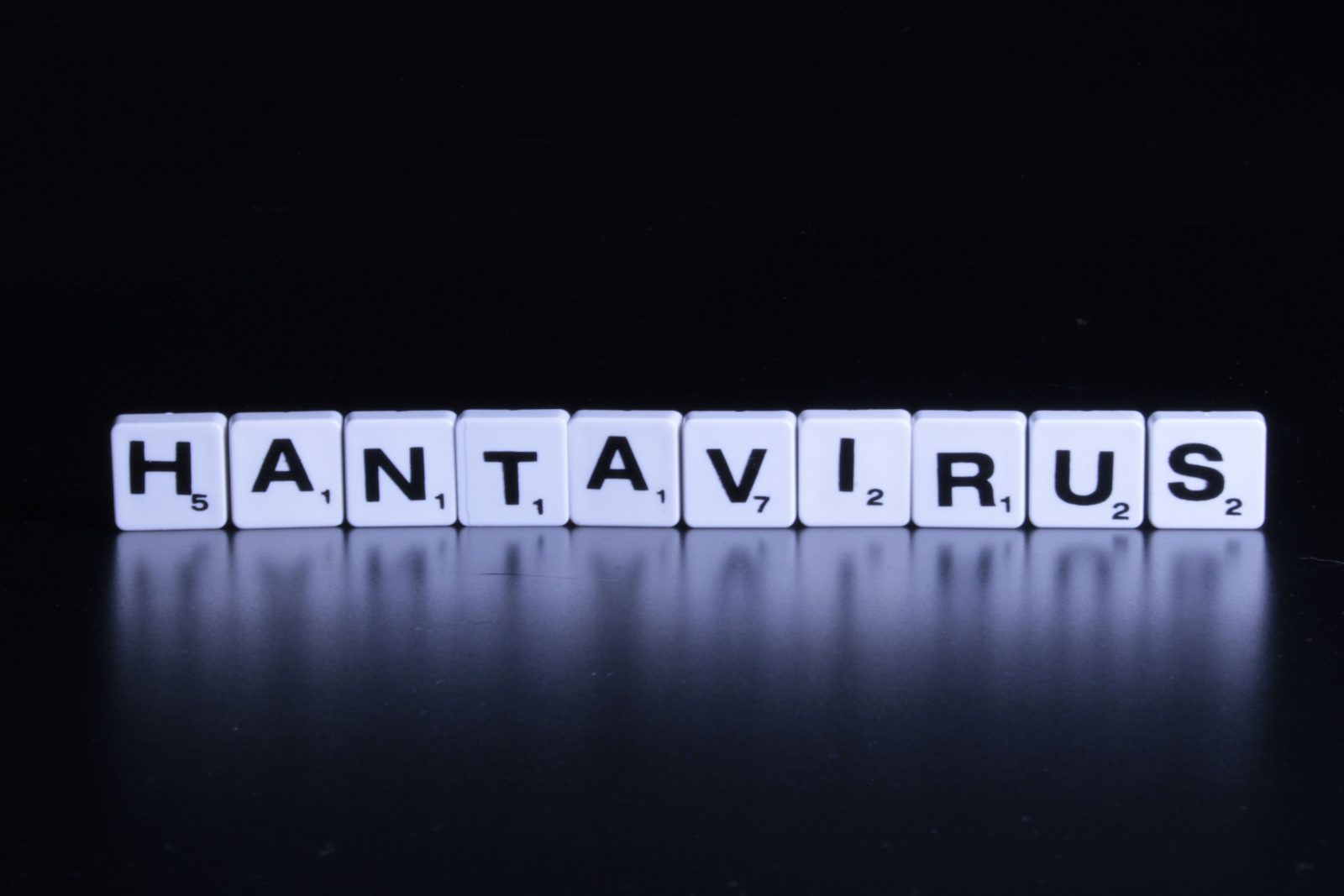 Hantavirusul: cum se transmite, ce simptome provoacă și cât de gravă poate deveni infecția