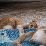 Cum faci viața unei pisici de apartament mai interesantă. 8 lucruri simple care îi pot îmbunătăți starea de bine