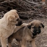 A doua abandonare doare altfel. Ce se întâmplă în mintea unui câine care pierde din nou o familie