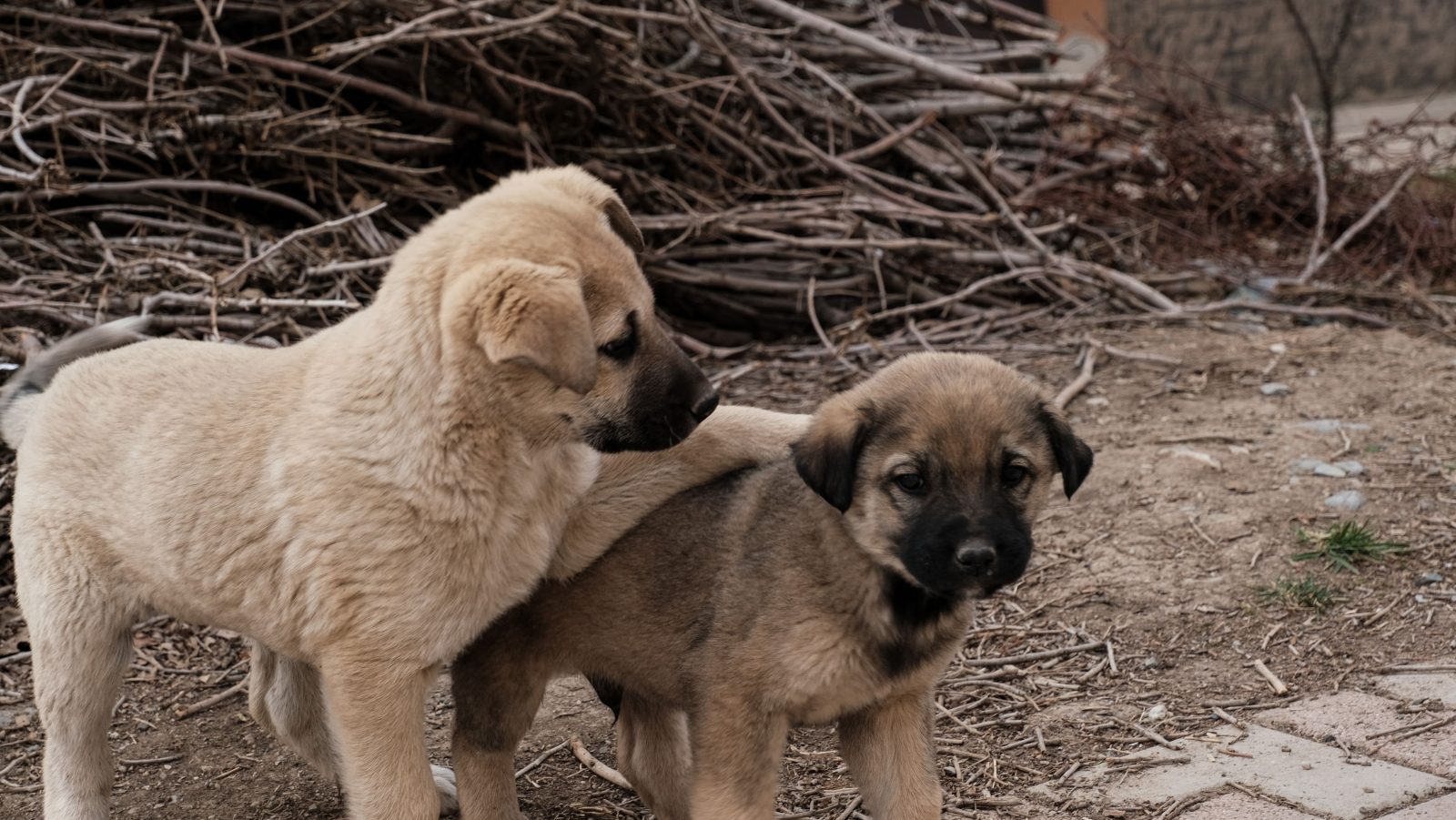 A doua abandonare doare altfel. Ce se întâmplă în mintea unui câine care pierde din nou o familie