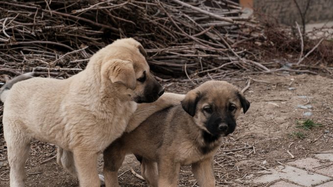 A doua abandonare doare altfel. Ce se întâmplă în mintea unui câine care pierde din nou o familie