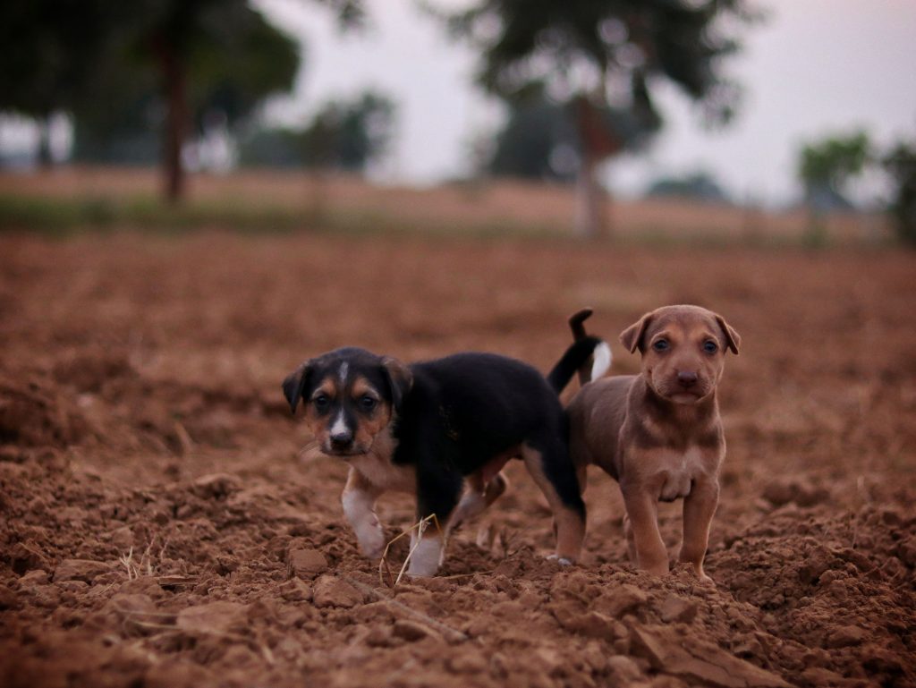 A doua abandonare doare altfel. Ce se întâmplă în mintea unui câine care pierde din nou o familie