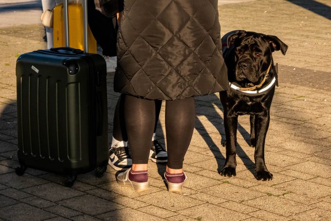 Câinii de până la 30 de kilograme pot urca în cabină pe anumite zboruri din Italia