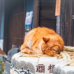Pisicile au devenit o afacere de 19 miliarde de dolari în Japonia. De unde vin banii „catnomics”