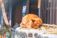 Pisicile au devenit o afacere de 19 miliarde de dolari în Japonia. De unde vin banii „catnomics”