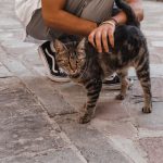 Un studiu arată cui îi miaună cel mai mult pisicile. Diferența dintre bărbați și femei