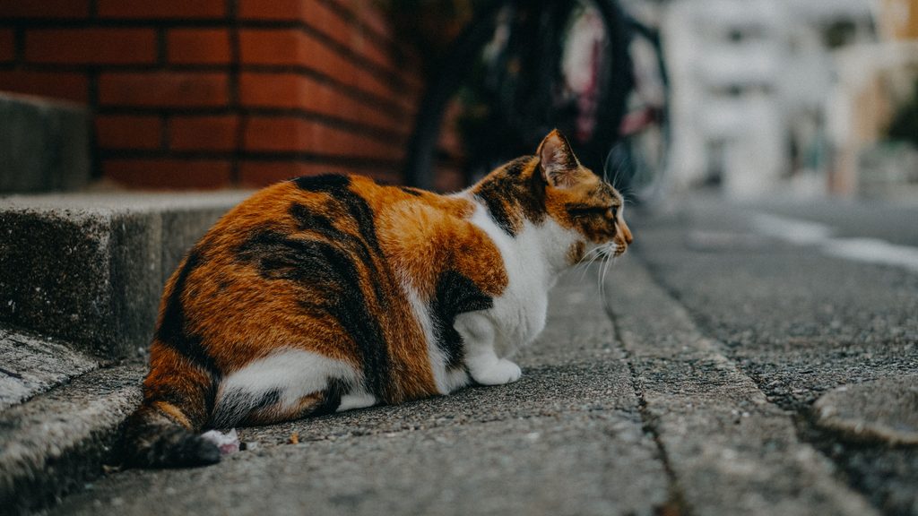 Japonia a transformat obsesia pentru pisici într-o industrie de miliarde. Fenomenul numit „catnomics”