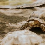 O țestoasă cu două capete, descoperită în Massachusetts. Este al treilea caz înregistrat în ultimii cinci ani