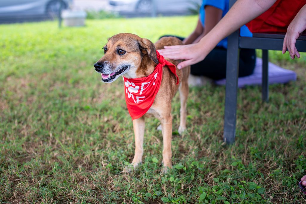 ASPA organizează ultimul târg de adopții în aer liber din 2026. Când și unde pot fi adoptați câinii