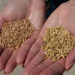 România exportă două treimi din cereale, dar pierde oportunitatea de a le procesa. Costurile fermierilor au crescut cu 300%