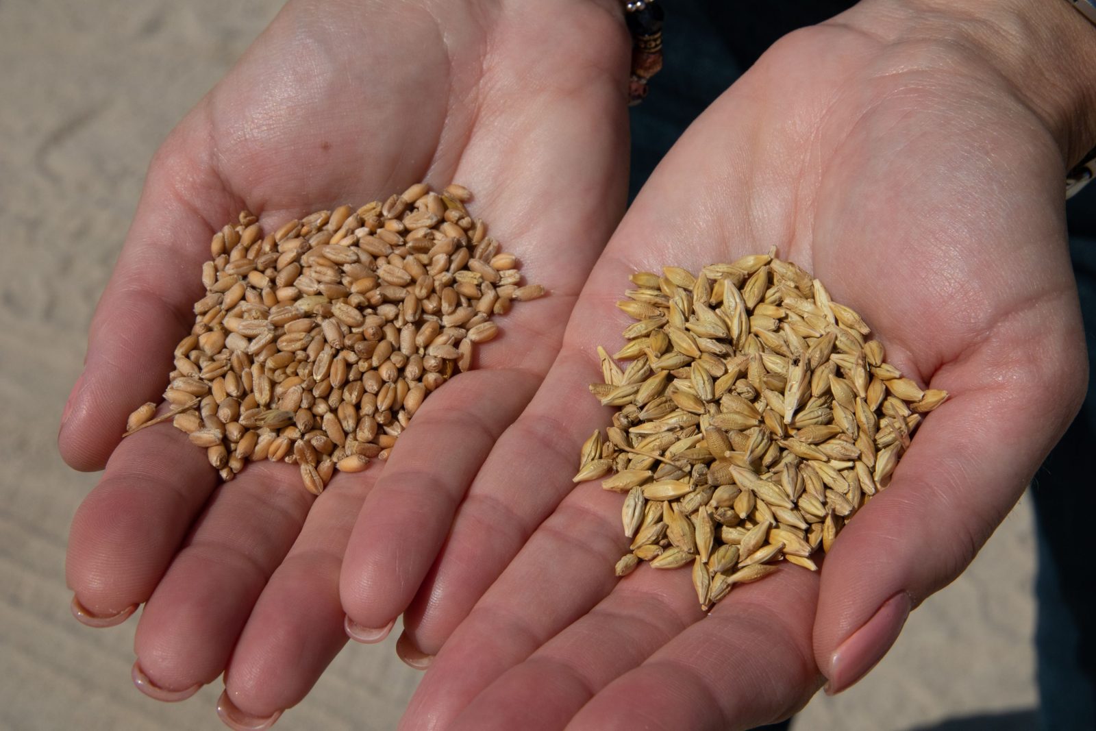 România exportă două treimi din cereale, dar pierde oportunitatea de a le procesa. Costurile fermierilor au crescut cu 300%