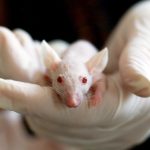 Profesorul român Sergiu Pașca, de la Stanford, conduce un experiment revoluționar: șoareci cu creiere care conțin țesut uman