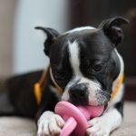 Unii câini manifestă un atașament extrem față de jucării. Ce au observat cercetătorii la 105 animale