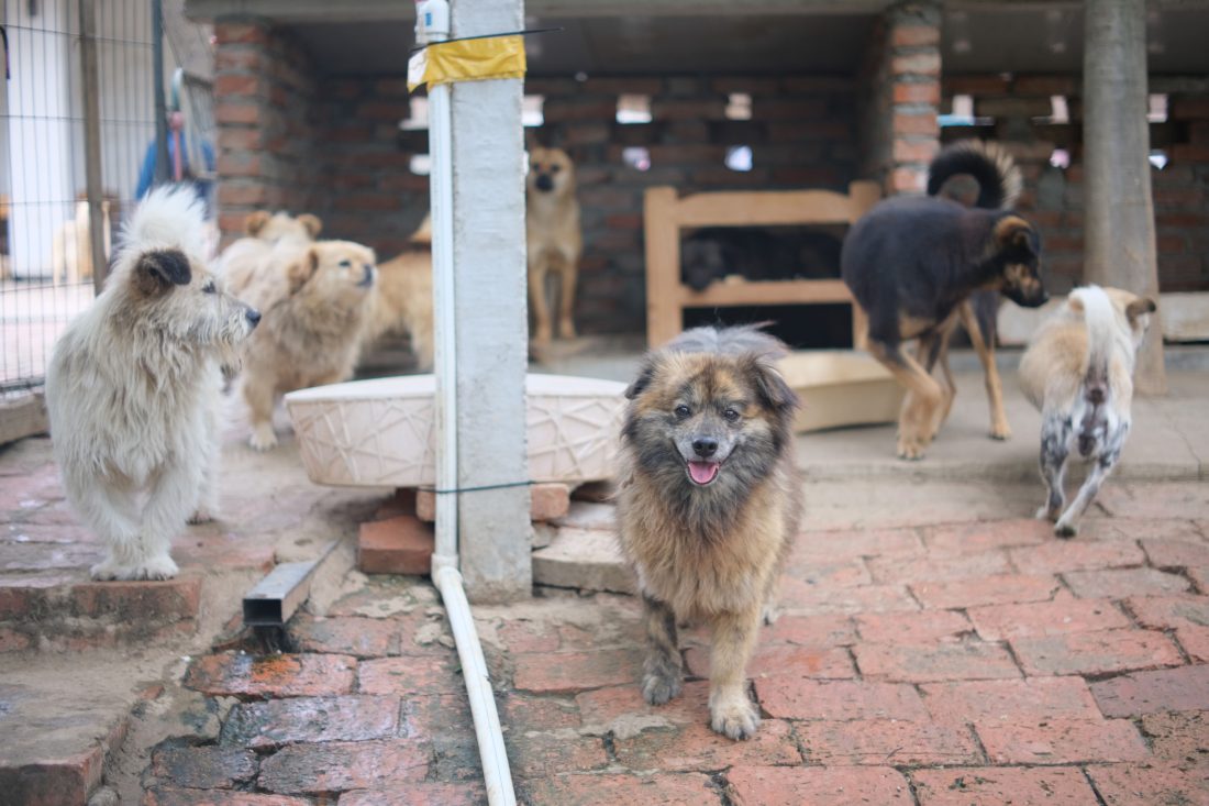 Vrei să adopți un câine? ASPA aduce animalele din adăposturi la un eveniment în Balotești