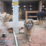 Vrei să adopți un câine? ASPA aduce animalele din adăposturi la un eveniment în Balotești