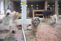 Vrei să adopți un câine? ASPA aduce animalele din adăposturi la un eveniment în Balotești